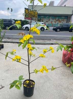 越南黃梅花養護
