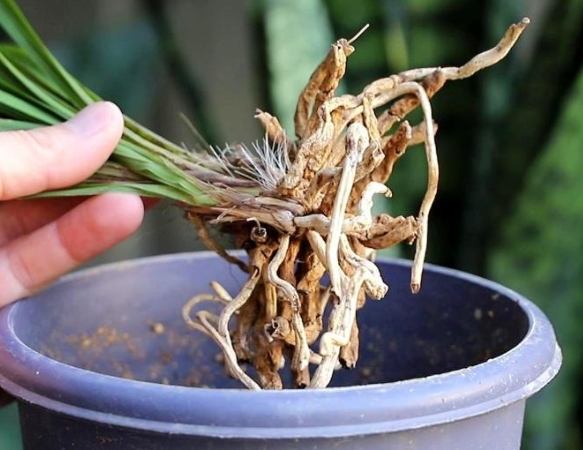 植物根部病害 植物根部病害