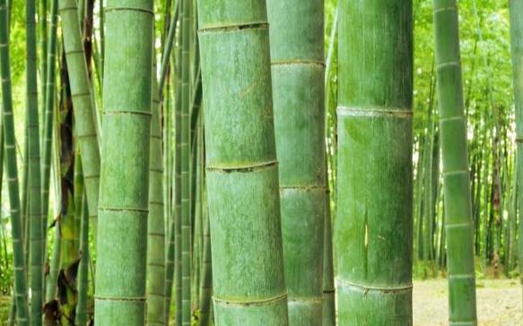 竹子生命週期