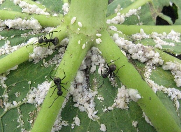 植物害蟲處理 植物害蟲處理