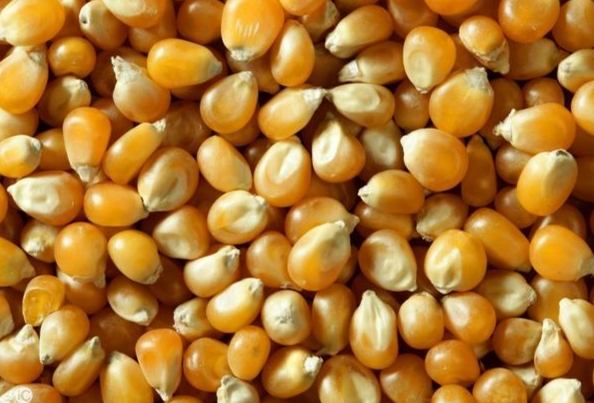 玉米解剖 玉米解剖