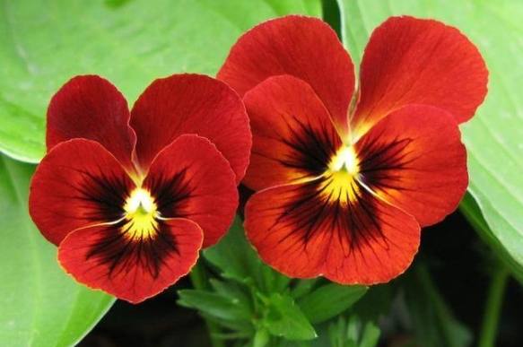 三瓣花種類 三瓣花種類