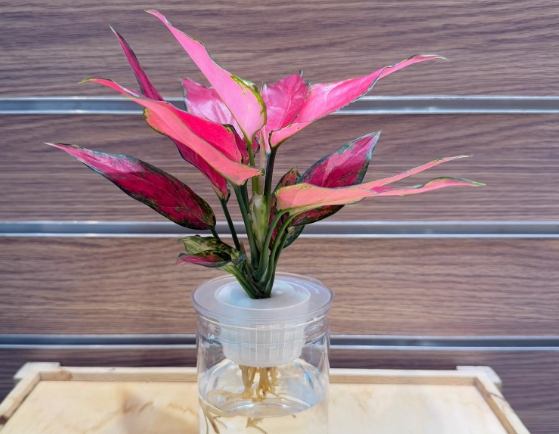 水種植物養護 水種植物養護