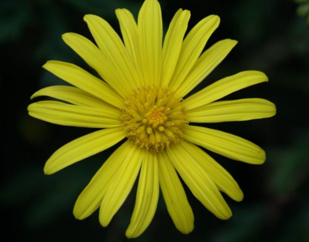 菊花種類辨識 菊花種類辨識