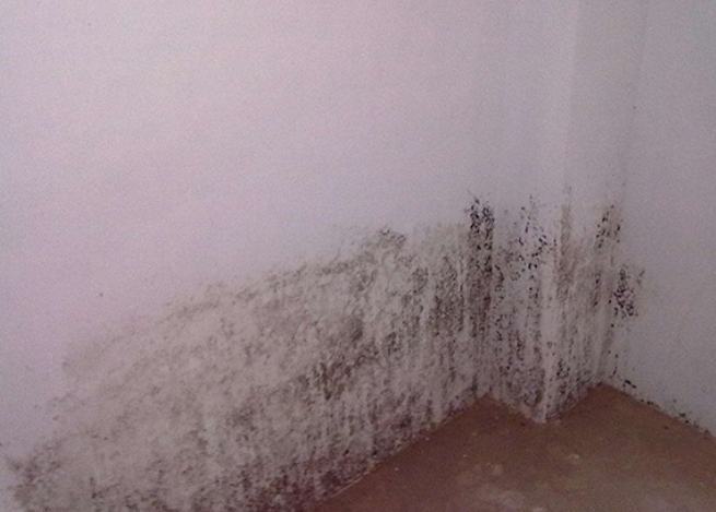 水性防霉劑使用步驟