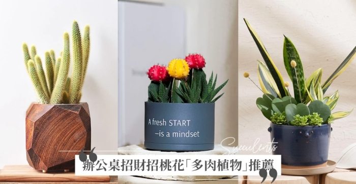 辦公室植物推薦 辦公室植物推薦