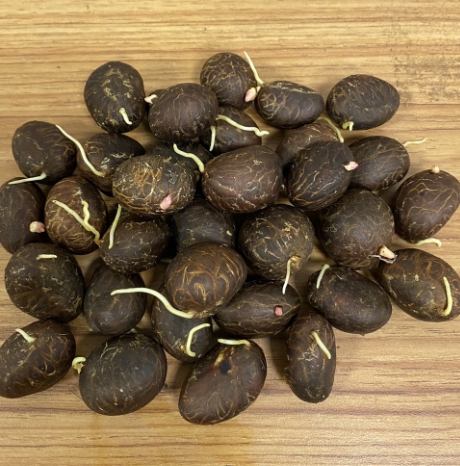 福木種子處理方法