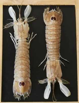 蝦蛄與蝦的區別