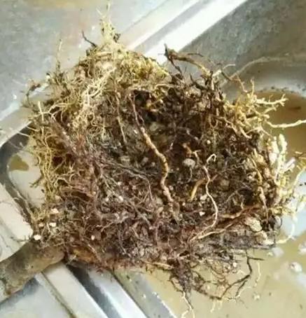 爛根處理方法 爛根處理方法