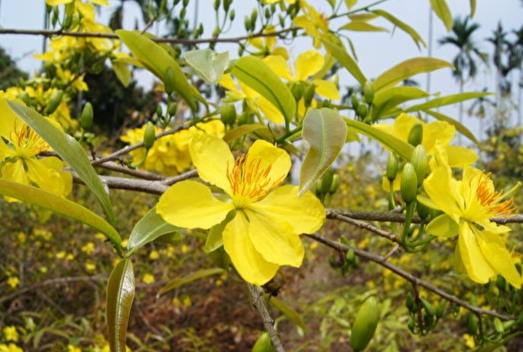 越南梅花品種 越南梅花品種