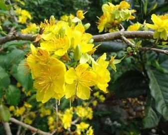 越南黃梅花常見問題