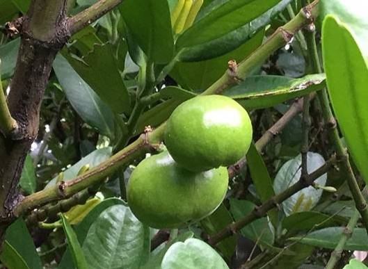 福木栽培方法 福木栽培方法