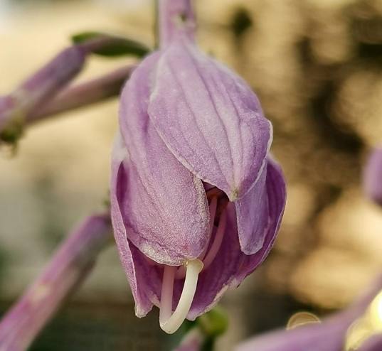 象徵思念的花 象徵思念的花