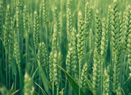 禾本科作物種類