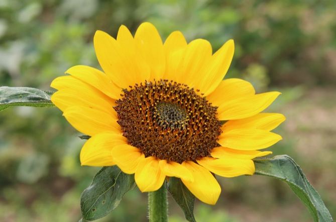 向日葵品種花瓣 向日葵品種花瓣