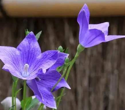 桔梗花養護技巧