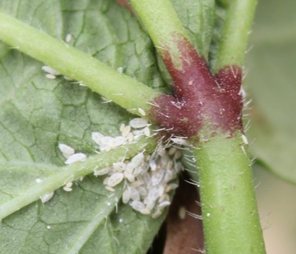 植物害蟲處理 植物害蟲處理