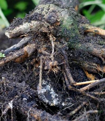 植物根部病害 植物根部病害