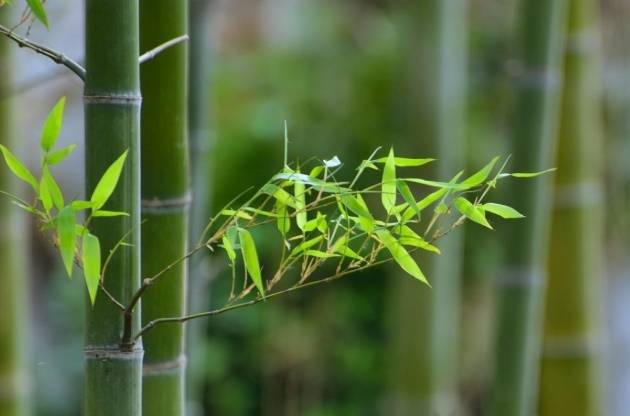 竹子種子 竹子種子
