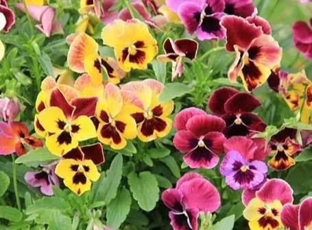 三片花瓣植物 三片花瓣植物