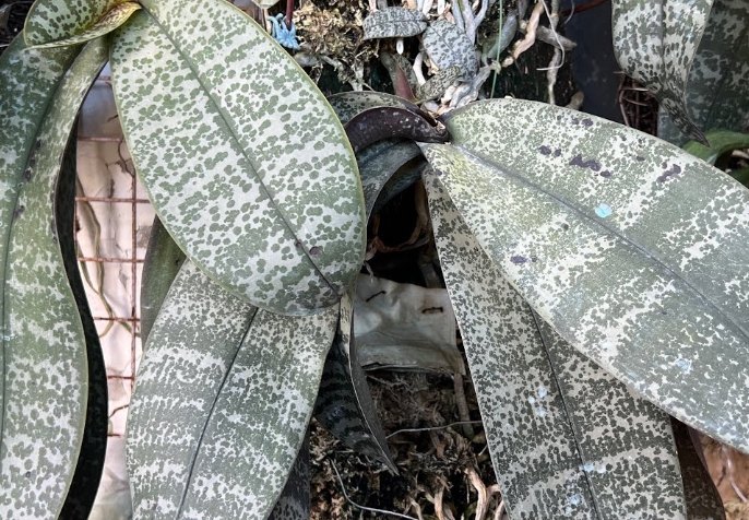 蝴蝶蘭急救方法