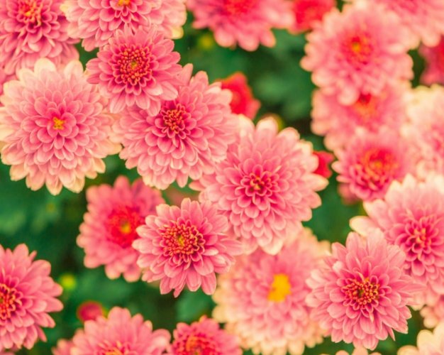 個人花語創作 個人花語創作