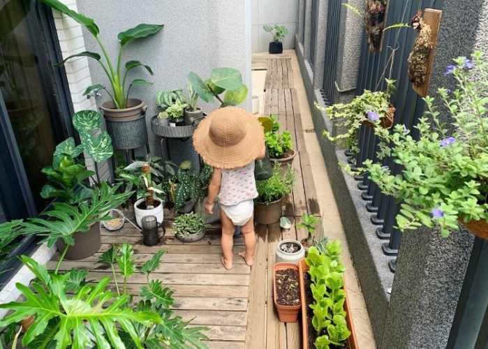 喜陽植物種類 喜陽植物種類