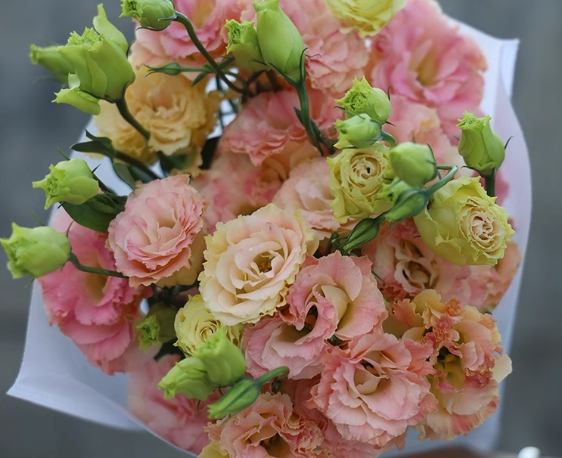 台灣青春花卉 台灣青春花卉