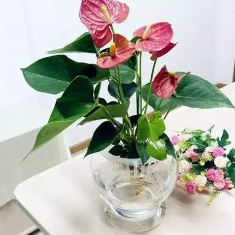 辦公室花卉選擇 辦公室花卉選擇