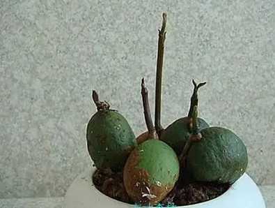 福木種子處理方法