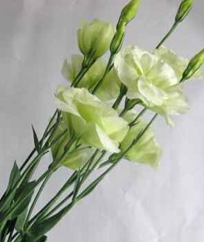 黃色洋桔梗寓意 黃色洋桔梗寓意