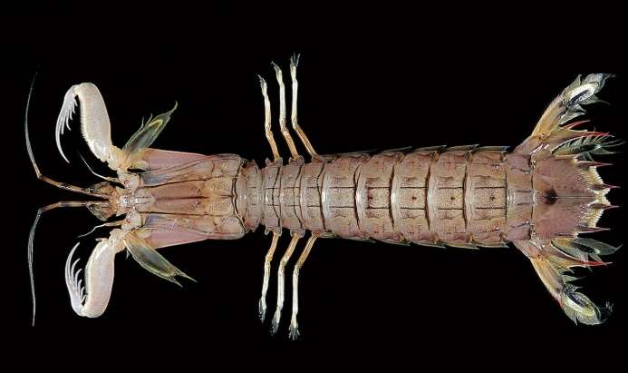 蝦蛄與蝦的區別