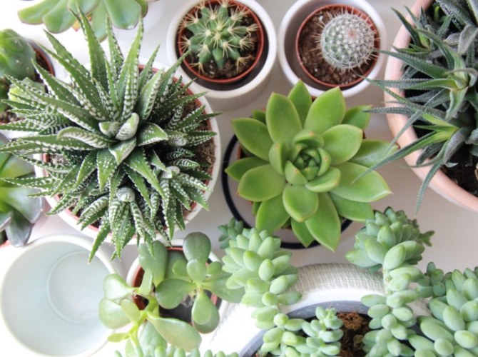 植物莖變白處理