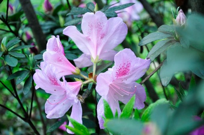 杜鵑花陰影管理