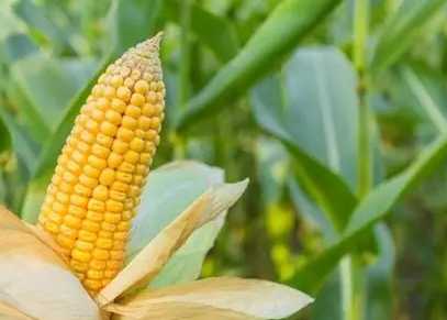 玉米營養價值 玉米營養價值