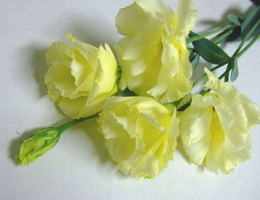 黃色洋桔梗寓意 黃色洋桔梗寓意