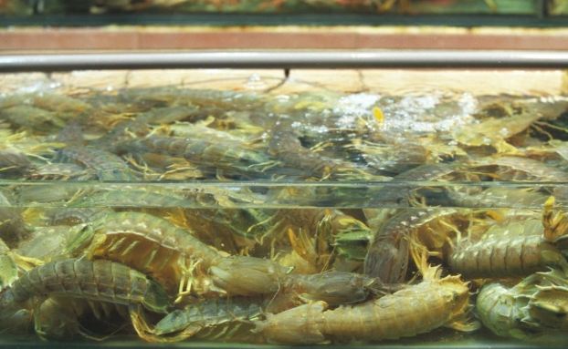 瀨尿蝦攻擊 定義