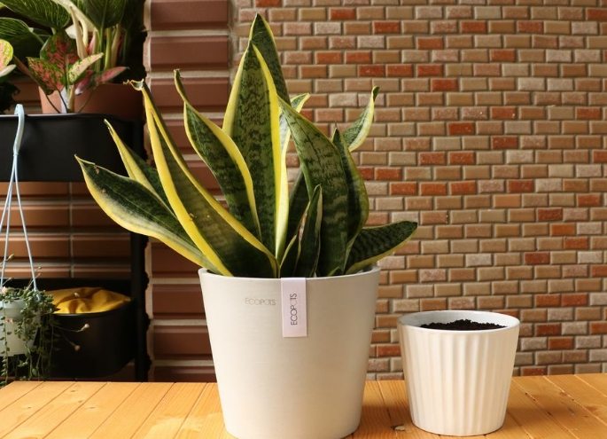 耐旱室內植物 耐旱室內植物