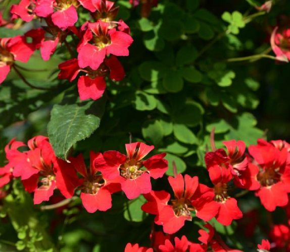 旱金蓮照顧秘訣