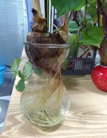 水培植物根部健康 水培植物根部健康