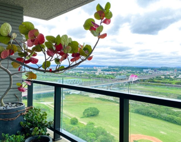 需要陽光的植物 需要陽光的植物