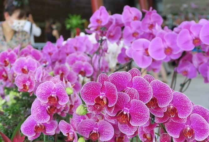 蘭花交配 蘭花交配