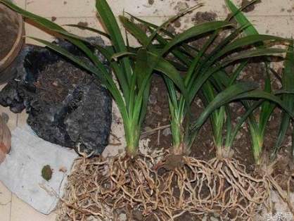 爛根處理方法 爛根處理方法