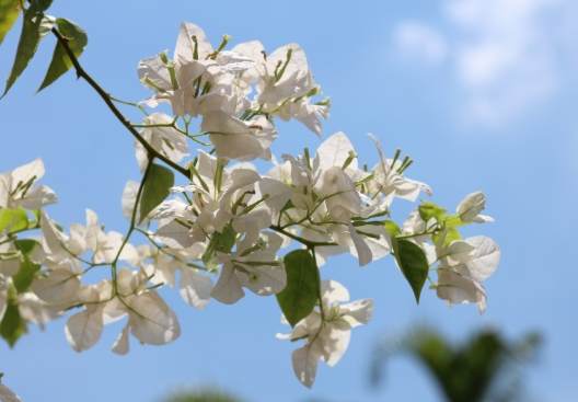 梅花種植技巧 梅花種植技巧