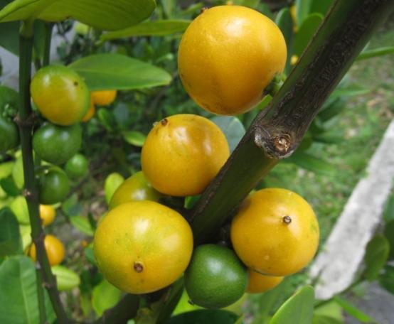 福木健康益處 福木健康益處