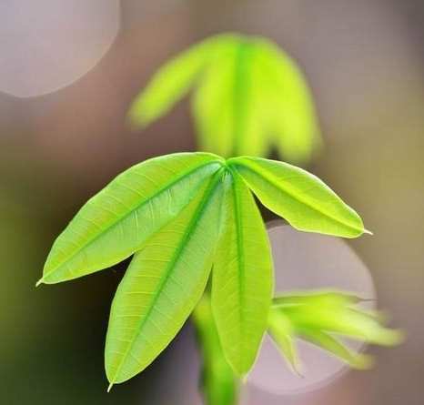 思念植物種類 思念植物種類