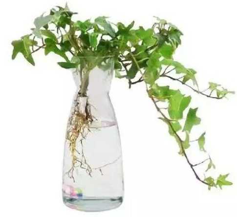 水培爛根處理 水培爛根處理