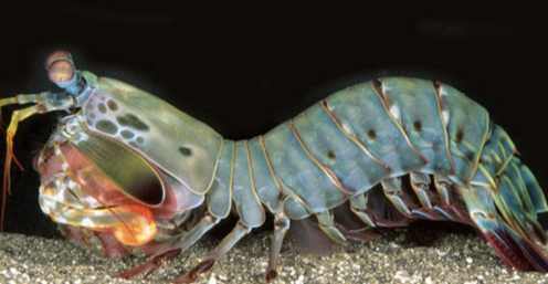 螃蟹食用方法 螃蟹食用方法