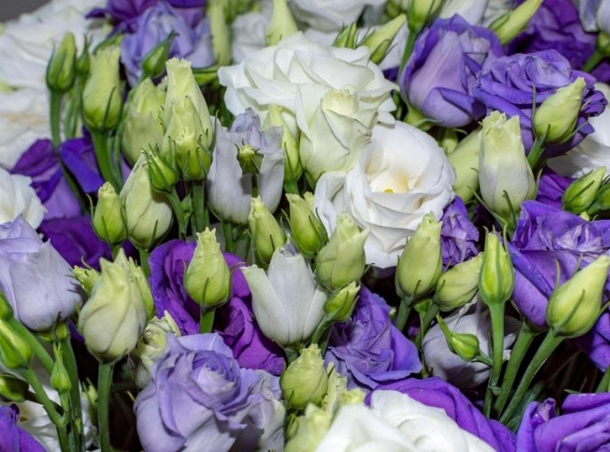 洋桔梗花語 洋桔梗花語