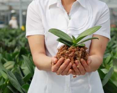 蘭花栽培土